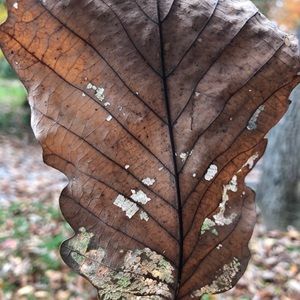 Meet your Posher, Kerreen